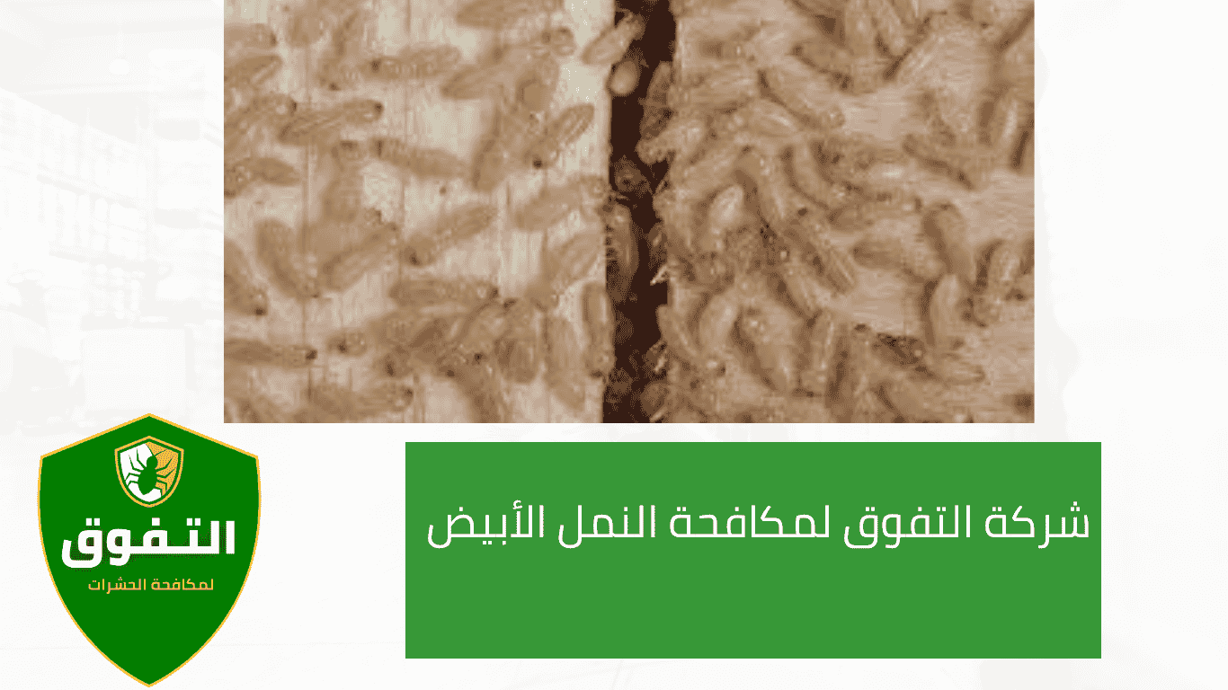مكافحة النمل الأبيض مع شركة التفوق والقضاء عليه بشكل نهائي في السعودية