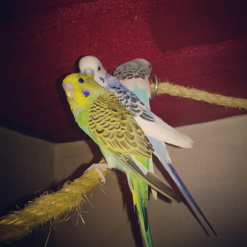 Owning Parakeets