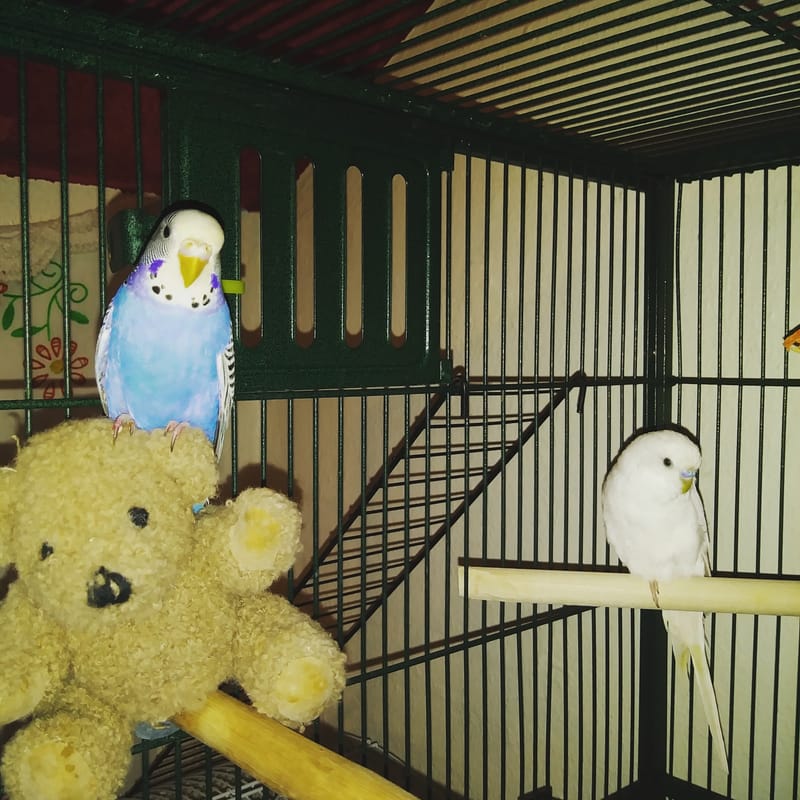 Owning Parakeets