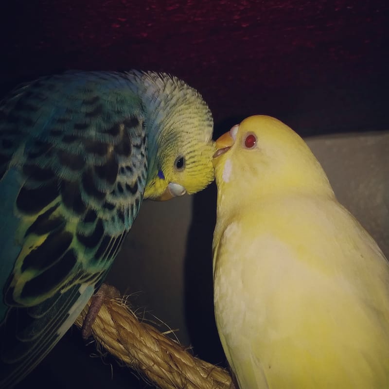Owning Parakeets