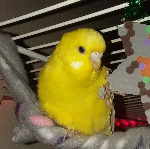 Adopting Parakeets
