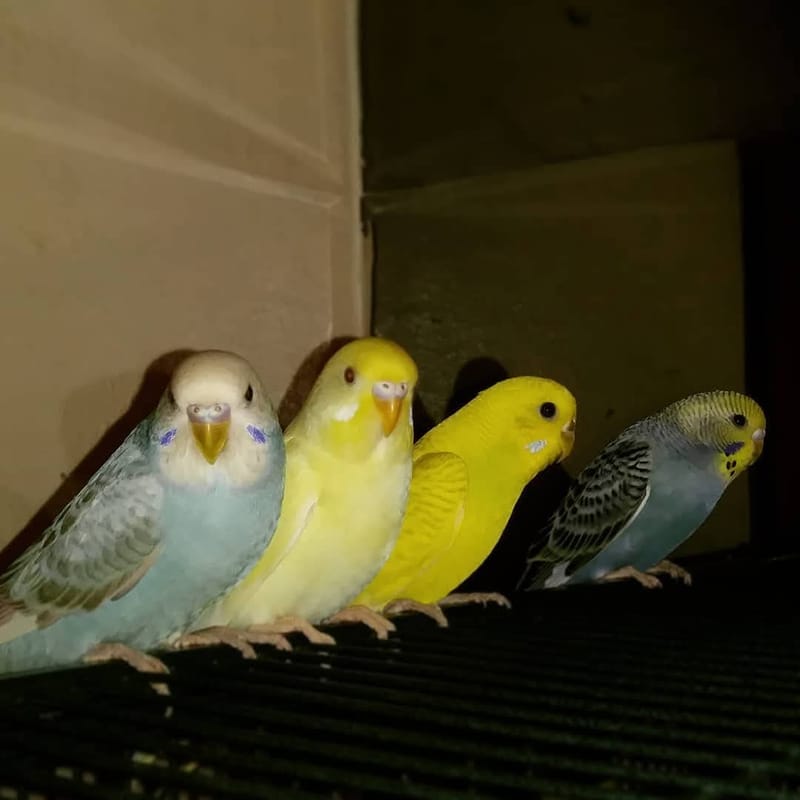Adopting Parakeets