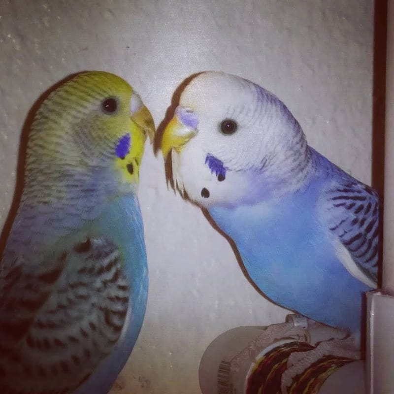 Adopting Parakeets