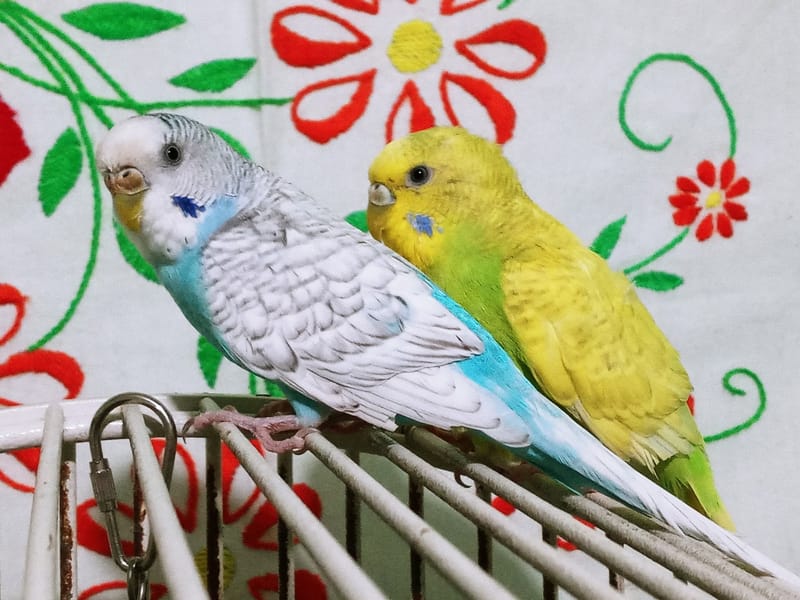 Adopting Parakeets