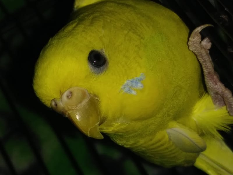 Adopting Parakeets
