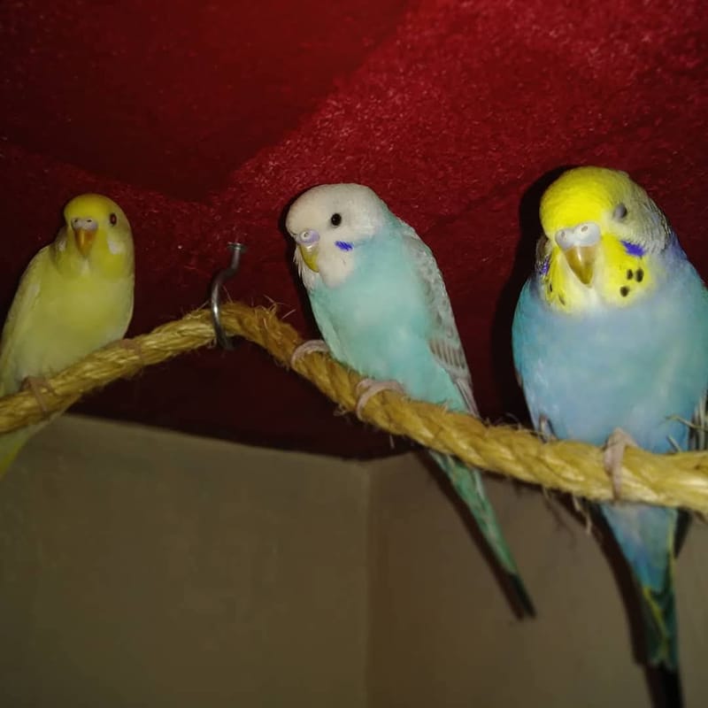 Adopting Parakeets