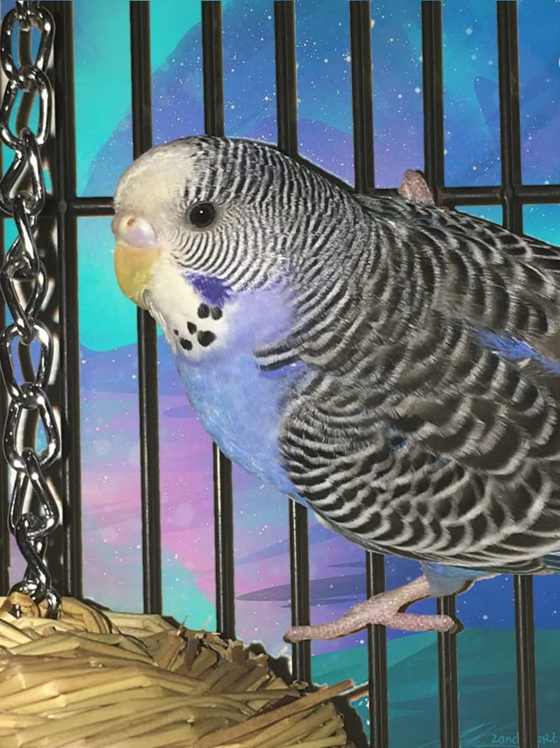 Adopting Parakeets