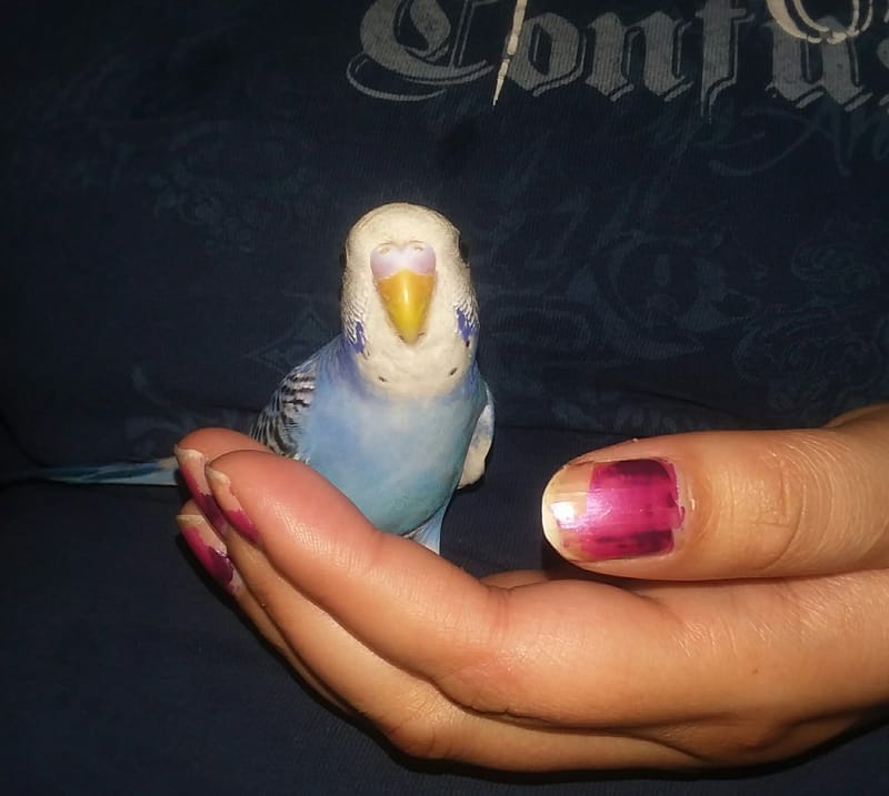 Adopting Parakeets