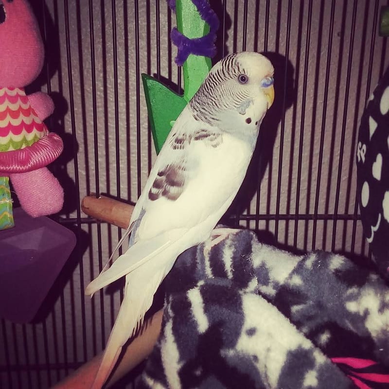 Owning Parakeets