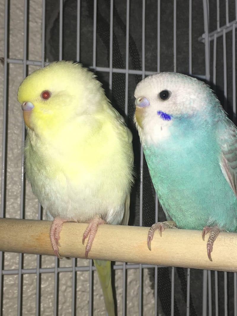 Owning Parakeets