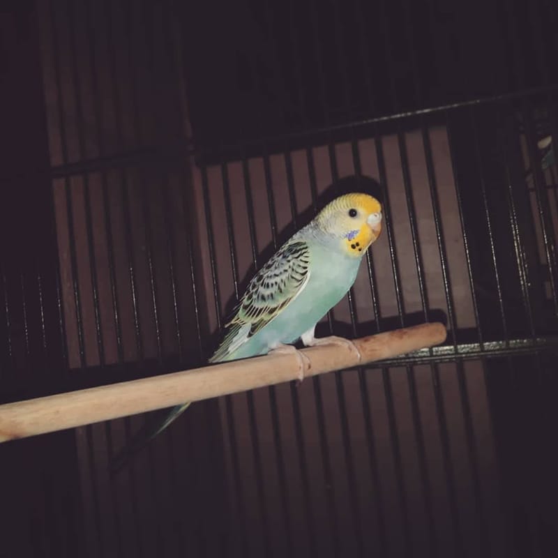 Owning Parakeets