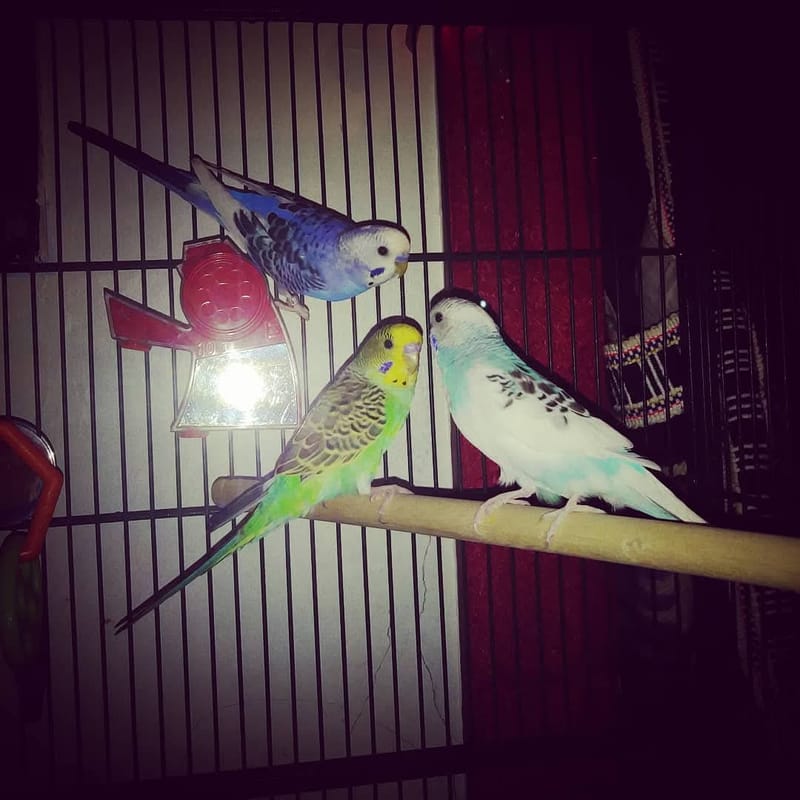 Owning Parakeets