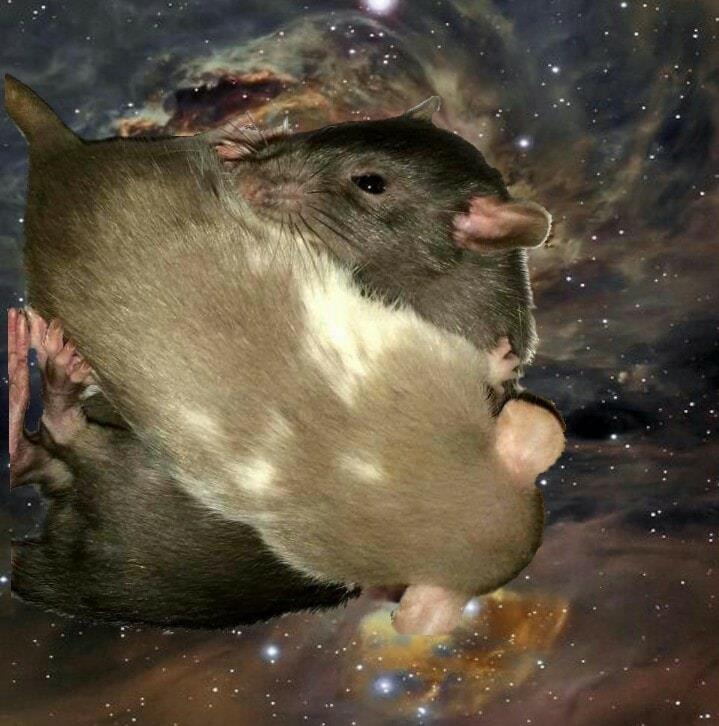 Heart Rats of Nilla Paws