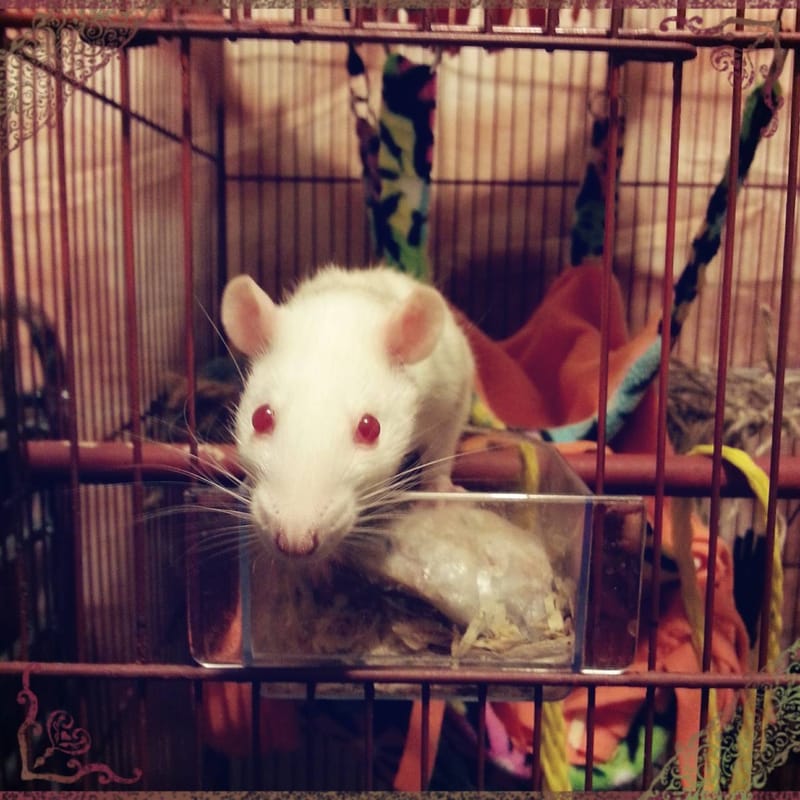 Heart Rats of Nilla Paws