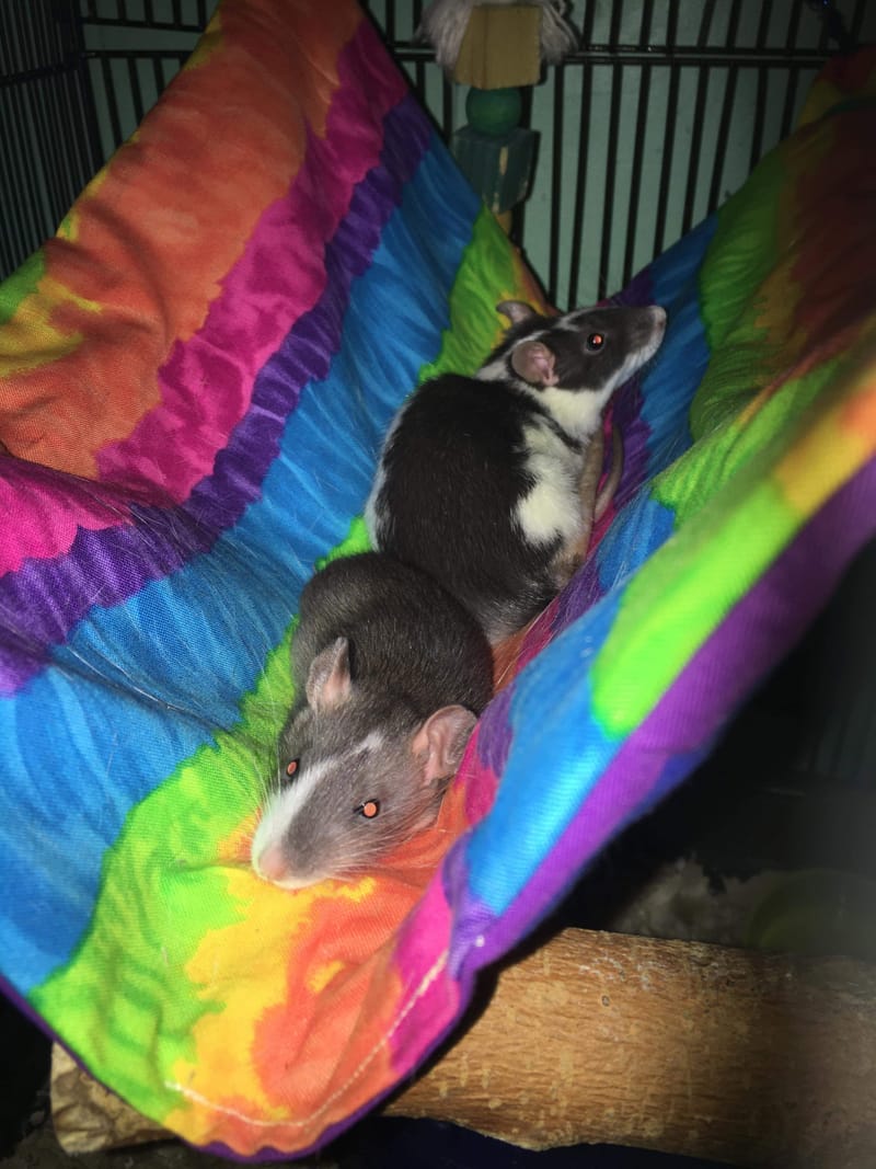 Heart Rats of Nilla Paws