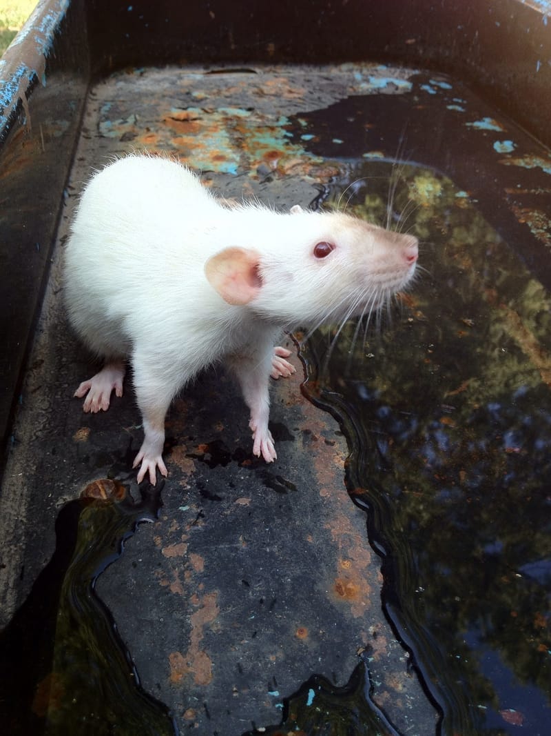 Heart Rats of Nilla Paws