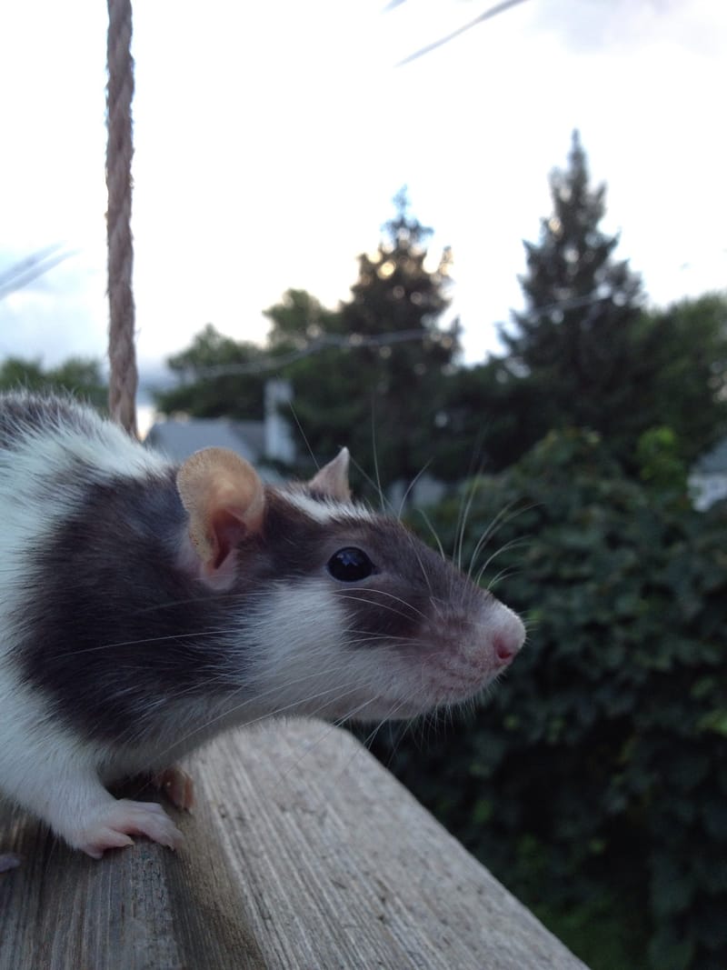 Heart Rats of Nilla Paws