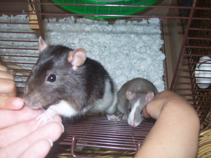 Heart Rats of Nilla Paws