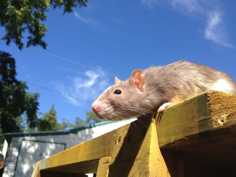 Heart Rats of Nilla Paws