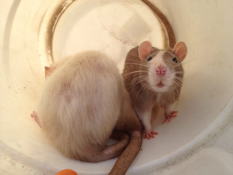 Heart Rats of Nilla Paws
