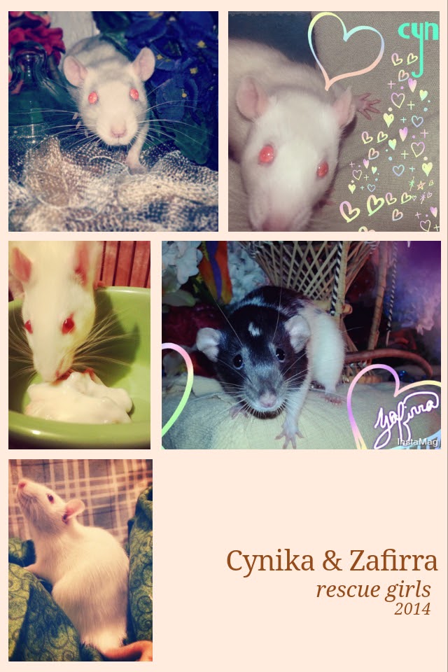 Heart Rats of Nilla Paws