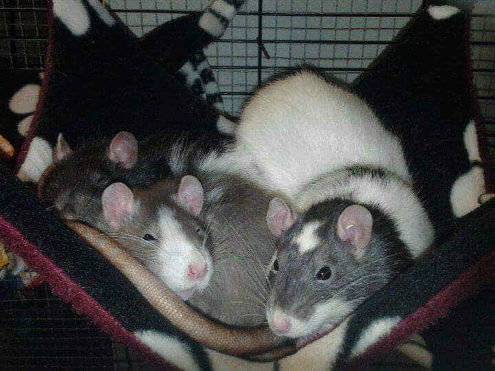 Heart Rats of Nilla Paws