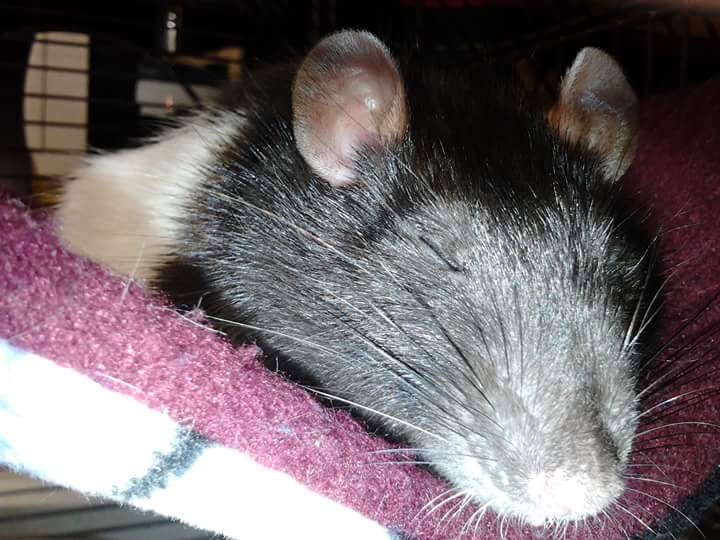 Heart Rats of Nilla Paws