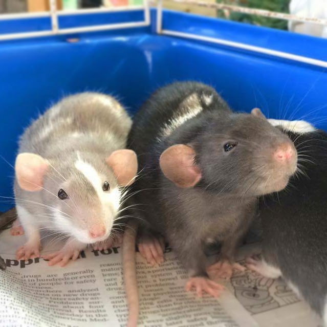 Heart Rats of Nilla Paws