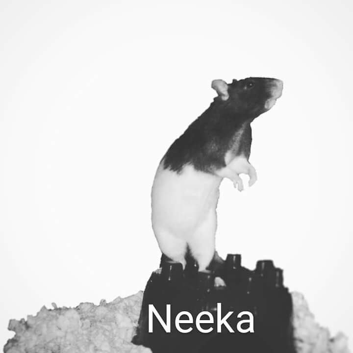 Heart Rats of Nilla Paws