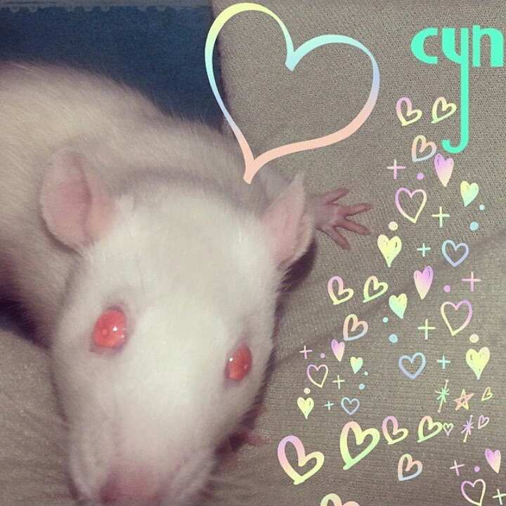 Heart Rats of Nilla Paws