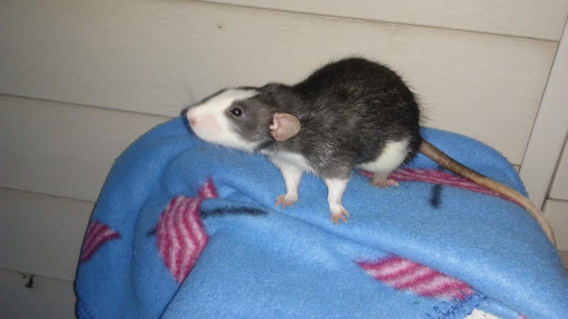 Heart Rats of Nilla Paws