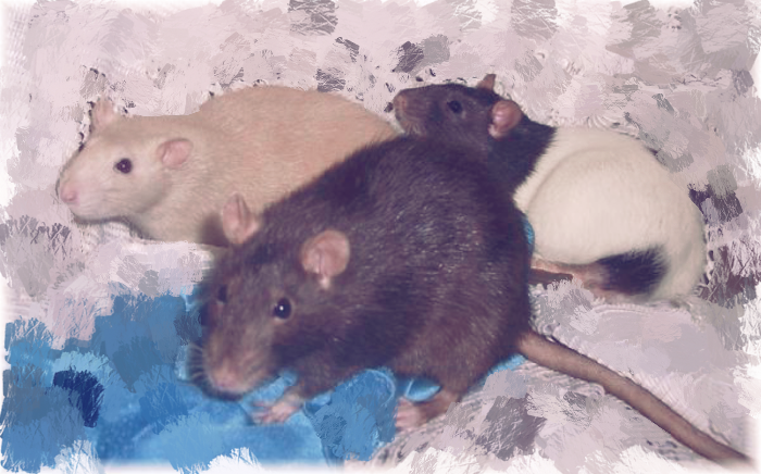 Heart Rats of Nilla Paws