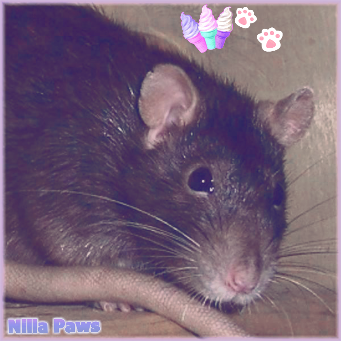 Heart Rats of Nilla Paws