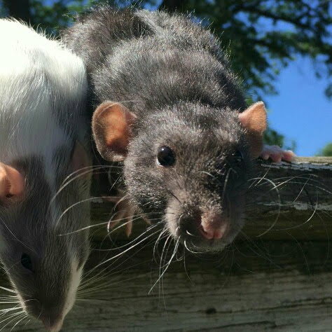 Heart Rats of Nilla Paws