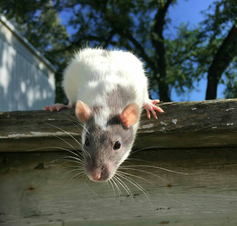Heart Rats of Nilla Paws