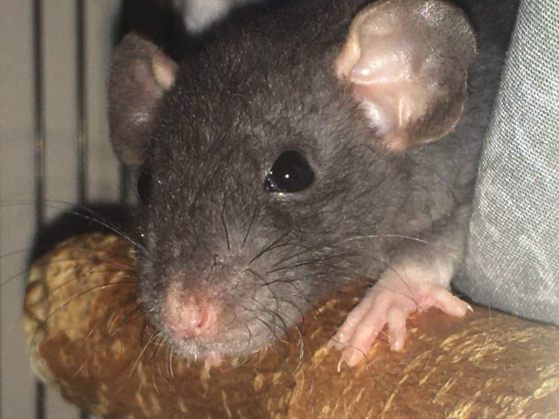 Heart Rats of Nilla Paws