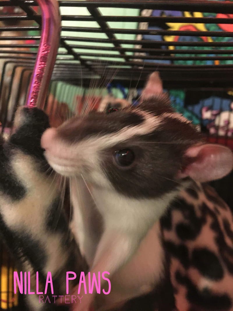 Heart Rats of Nilla Paws