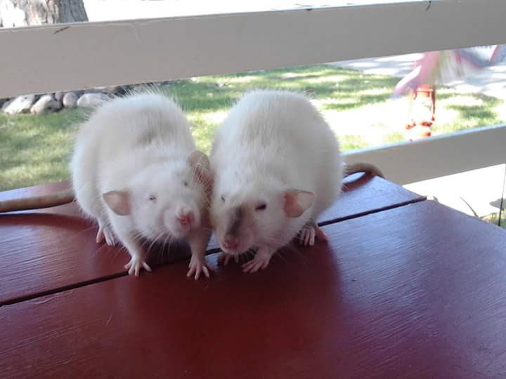 Heart Rats of Nilla Paws