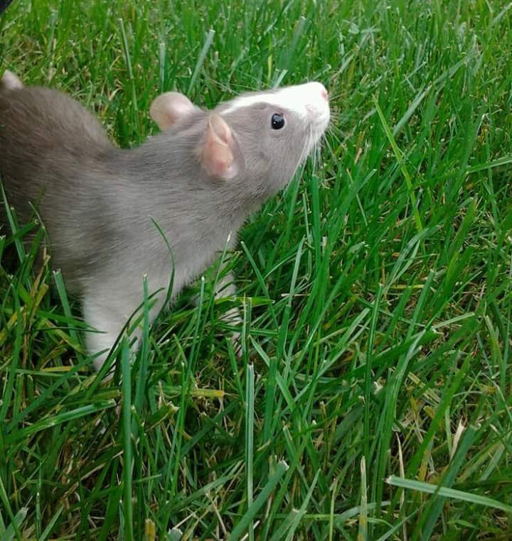 Heart Rats of Nilla Paws