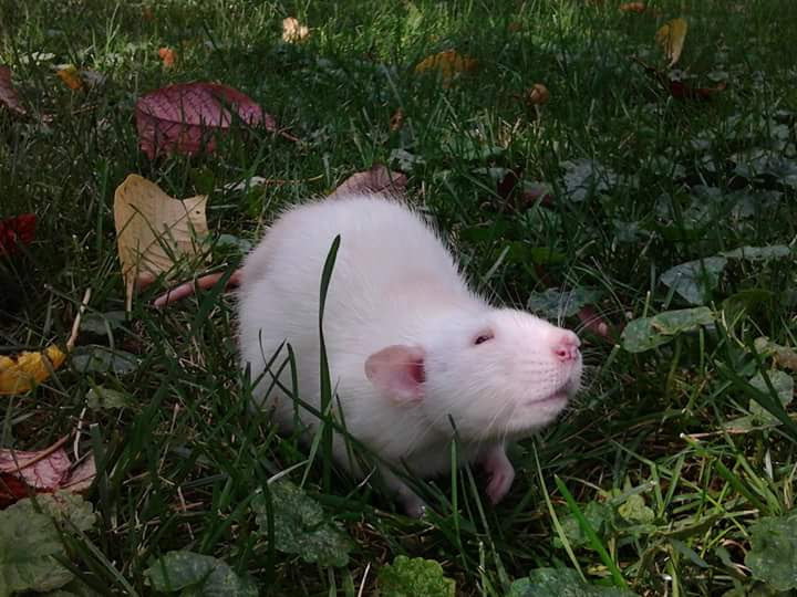 Heart Rats of Nilla Paws