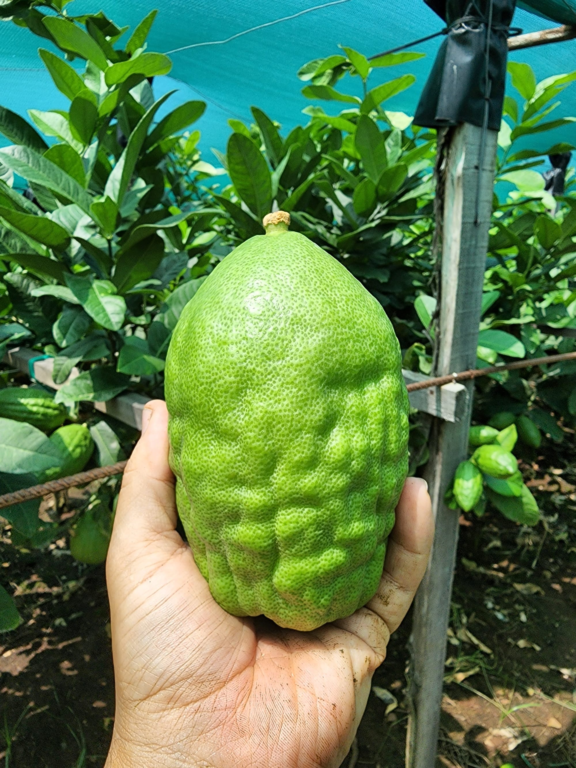 בין גבולות ההלכה להידור מרומם בקיום מצווה