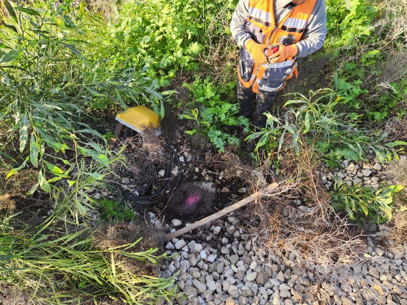 חישוף שורשים להעתקת עצים