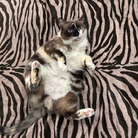 Relaxation "Mmm" time