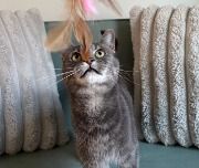 Daily Playtime and Enrichment