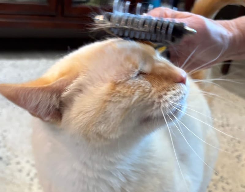 Daily Grooming "Yay" time