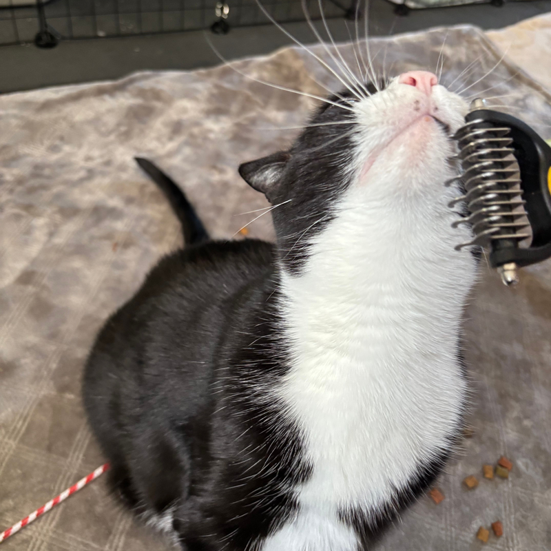 Brushies