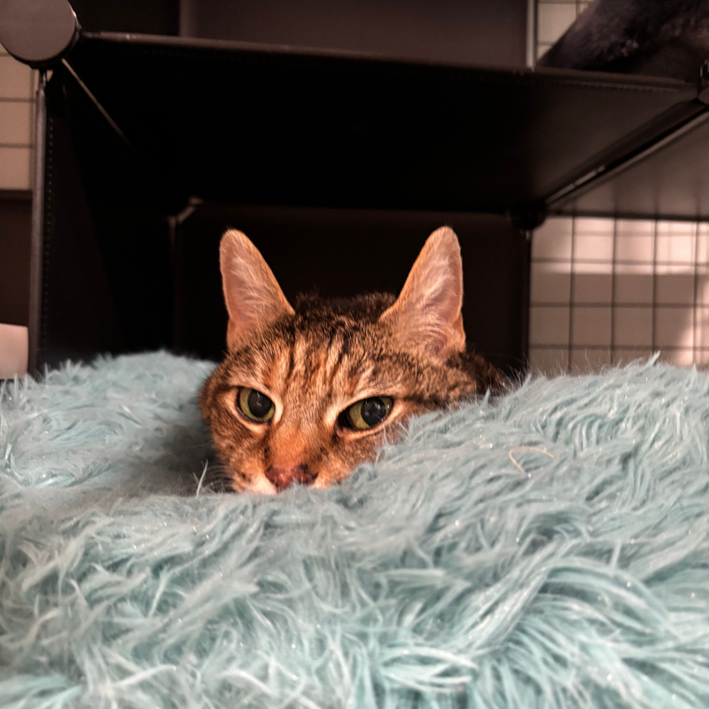 My comfy spot