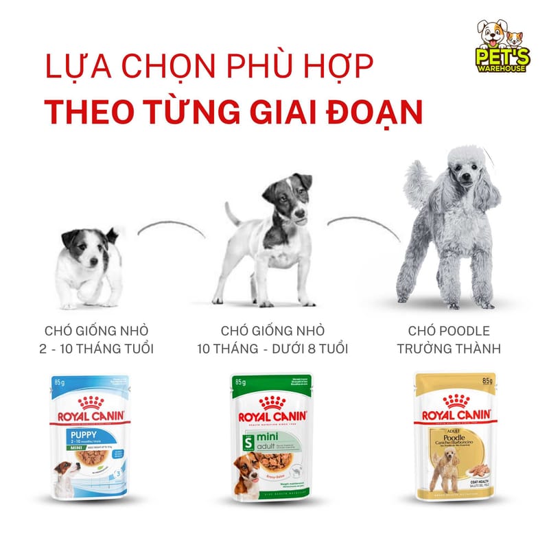 Chọn hạt cho chó theo độ tuổi, giống loài và thể trạng