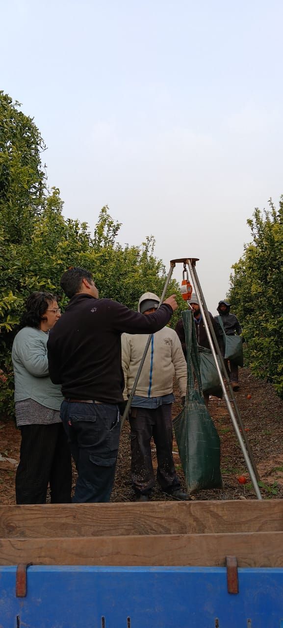 Odem mandarin Harvest