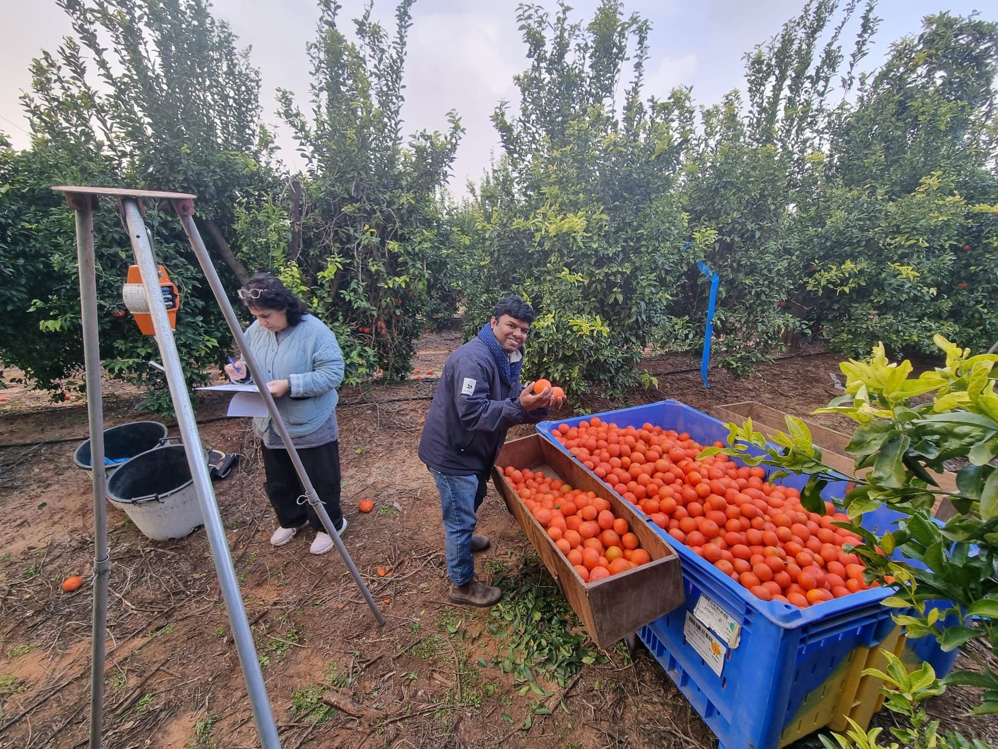 Odem mandarin Harvest
